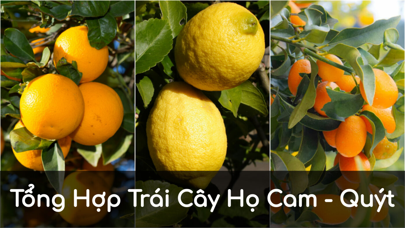 Các loại trái cây